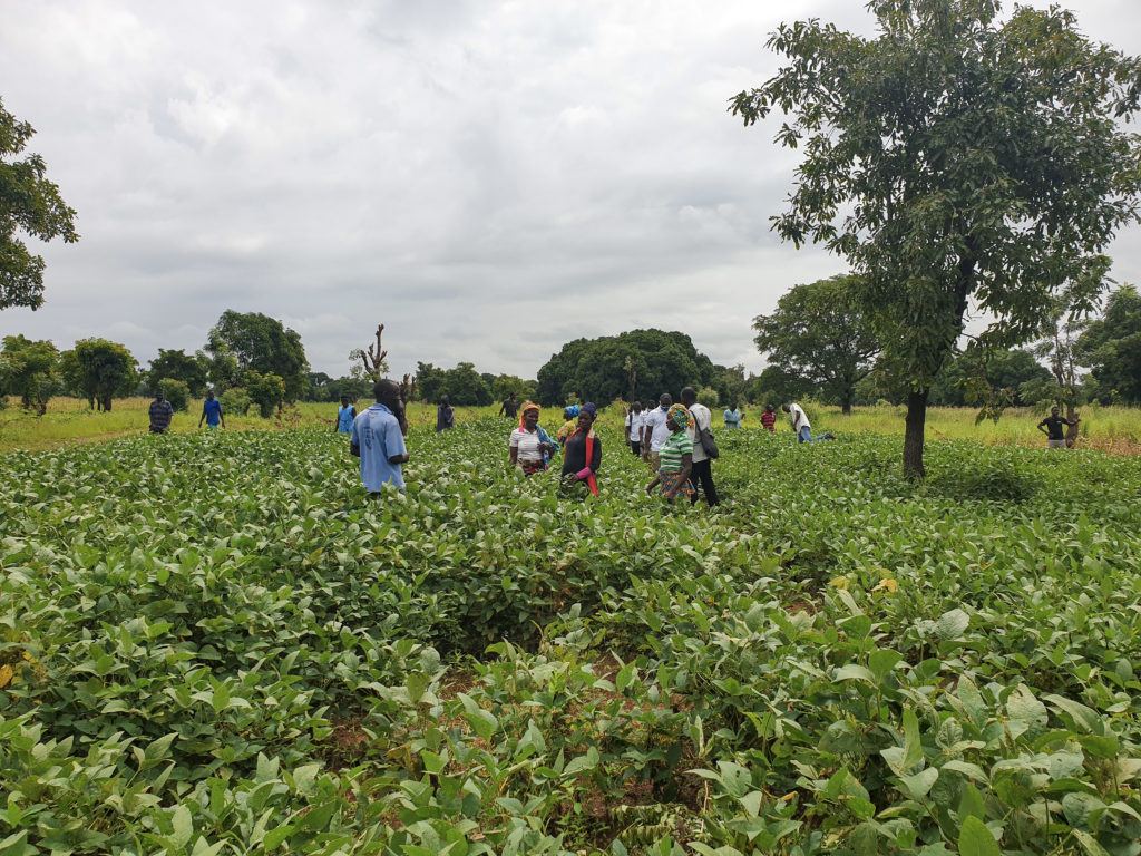 Farmers stand in a field