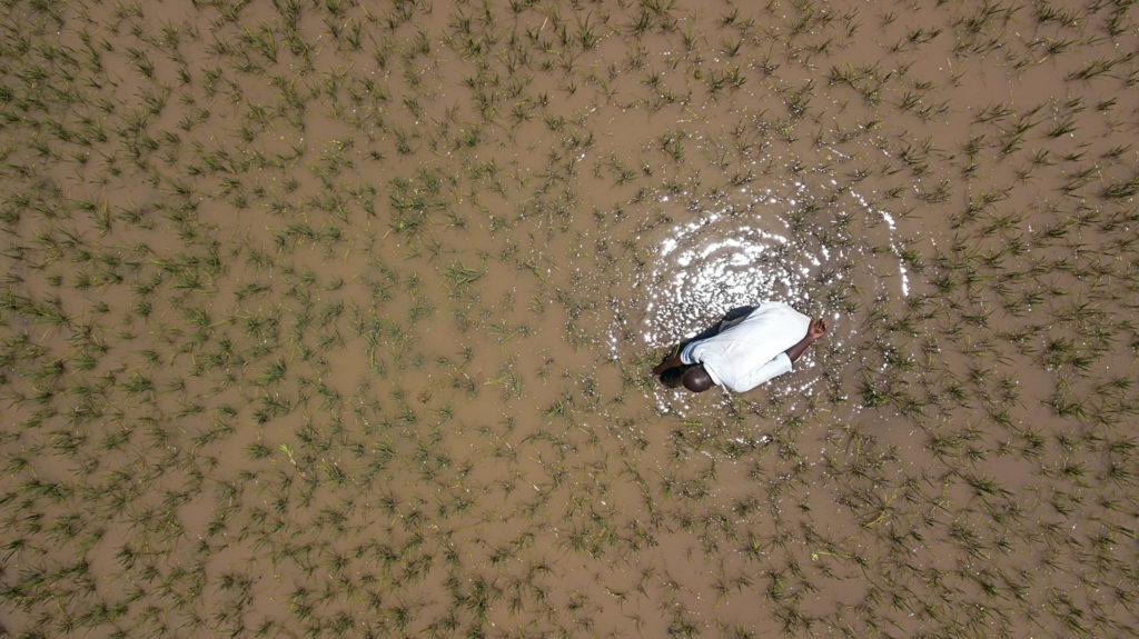 Overhead shot of rice field