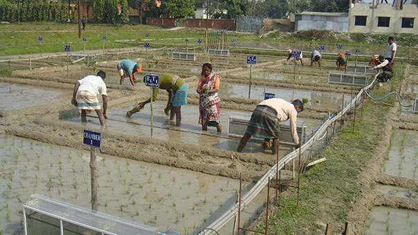 Researchers stand in a flooded rice paddy checking GHG emission machines