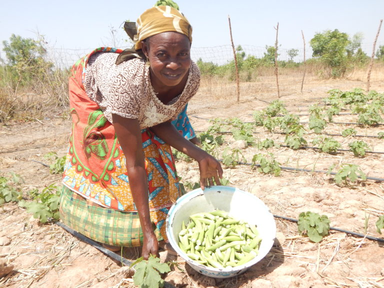 dual-cropping-and-dual-income-a-lifeline-in-northern-ghana-ifdc