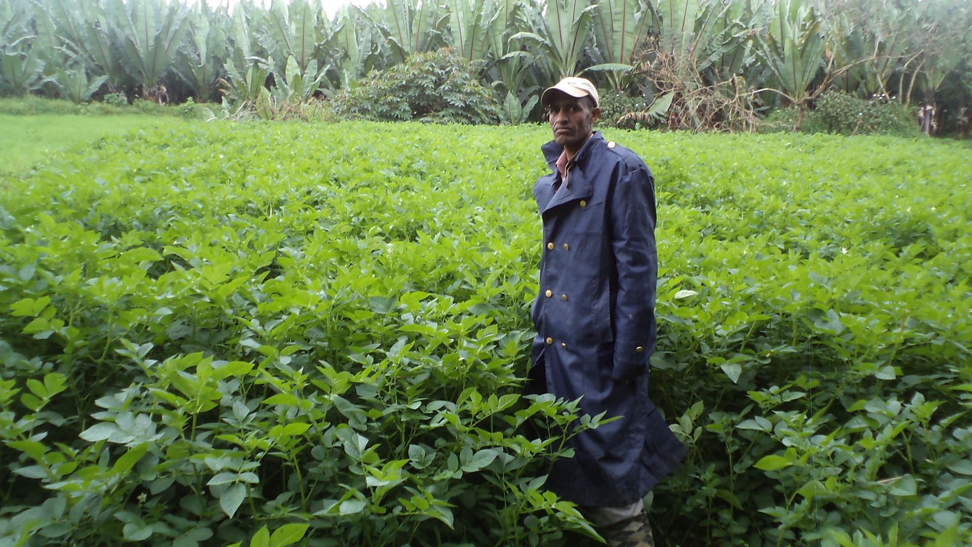 Ethiopia potato Liben DSC03858