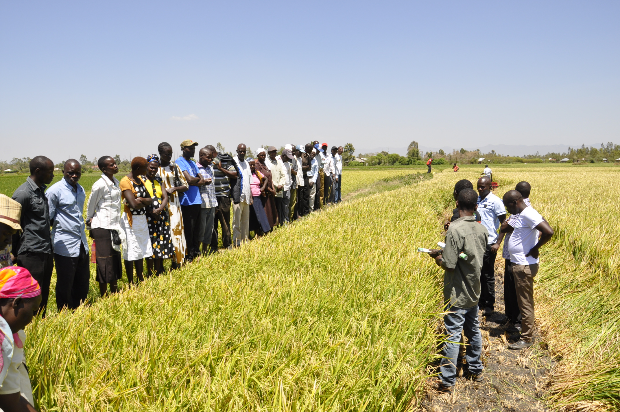 Rice technology building capacity in Western Kenya IFDC