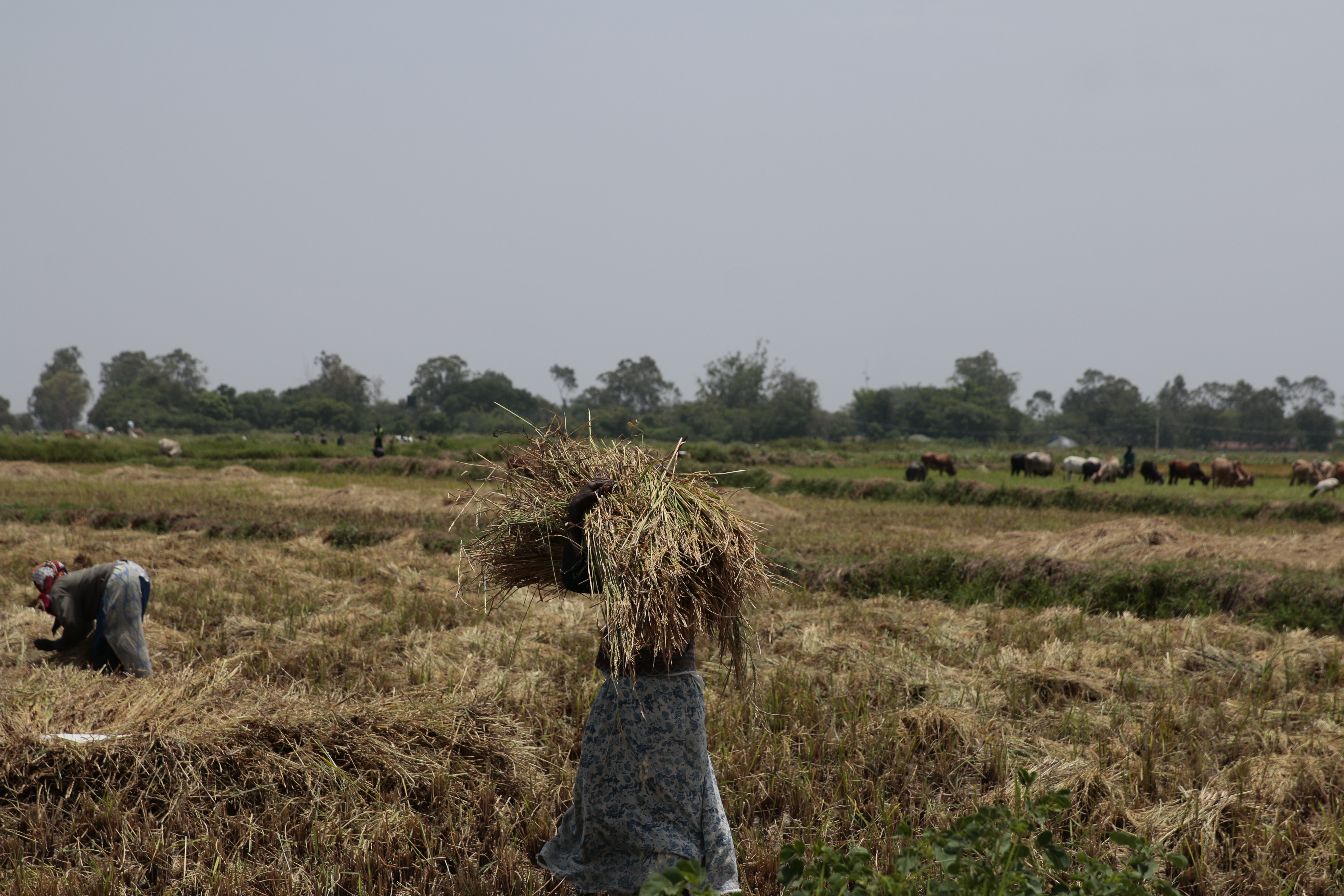 2SCALE farmers have increased yields by 30%. 