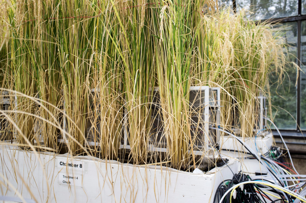 Rice grows in greenhouse gas measurement chambers at IFDC HQ