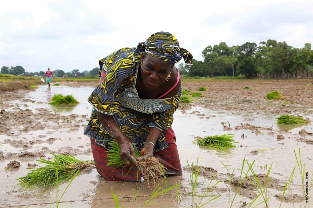 Transforming African agriculture - Points of Light