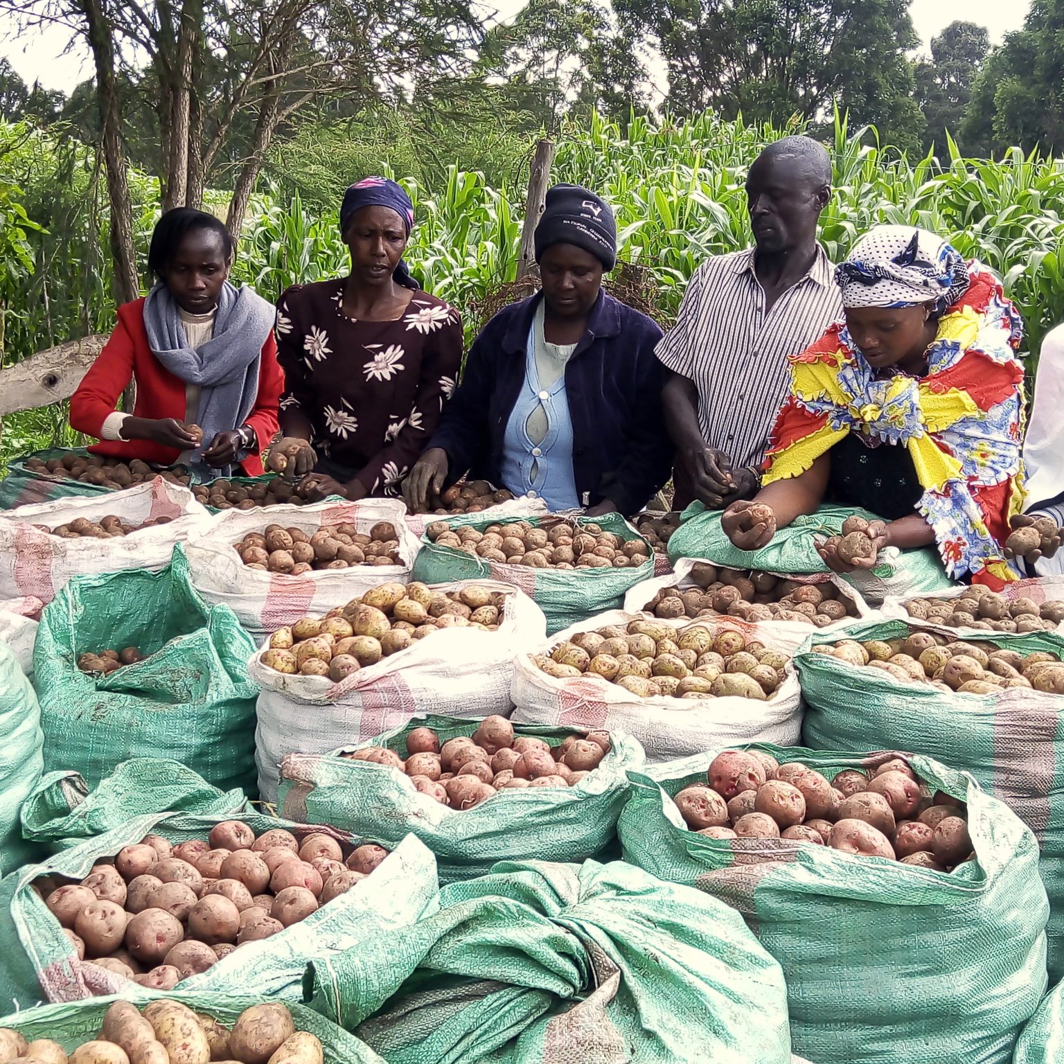 Seed Multiplication Benefits Kenyan Potato Farmers IFDC