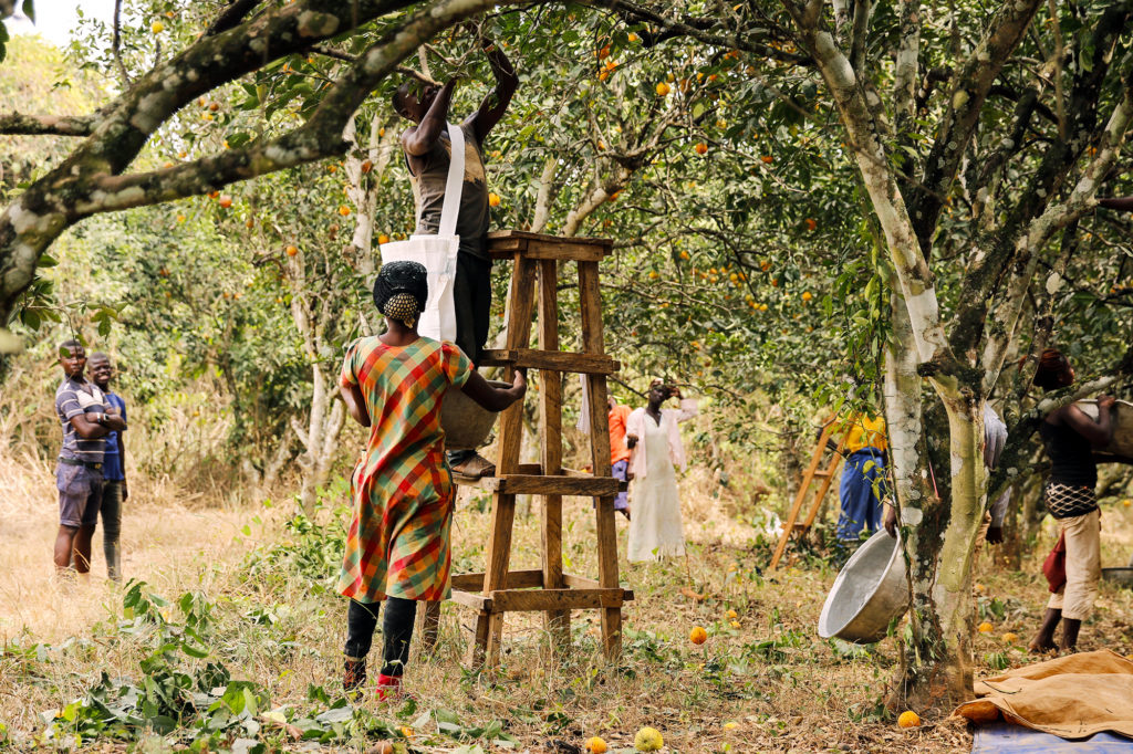 https://ifdc.org/wp-content/uploads/2020/03/2SCALE_GHANA_Fruittiland-Partnership-Oranges-1024x682.jpg