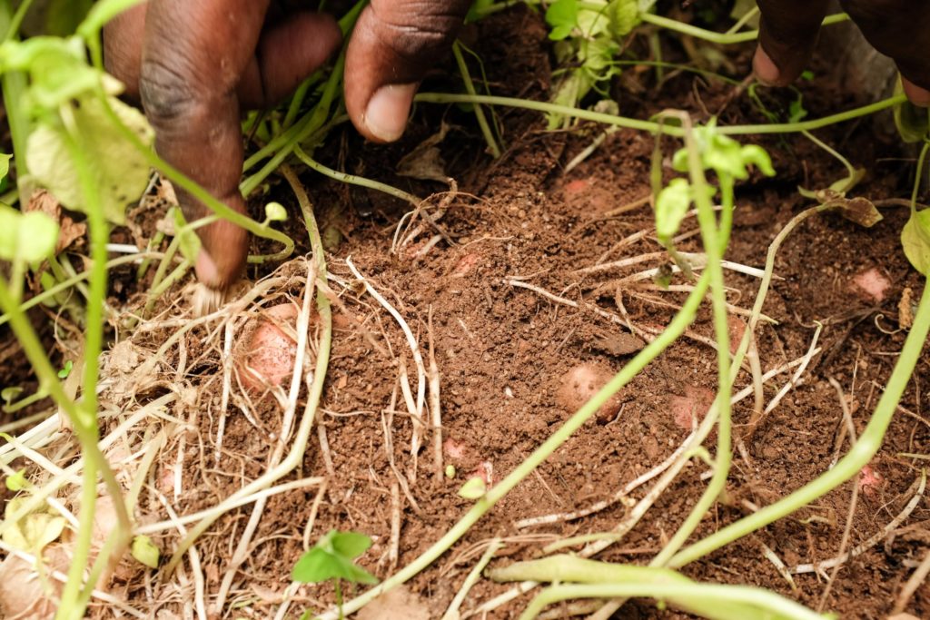 BURUNDI_ISSD_Hands-Showing-Potatoes