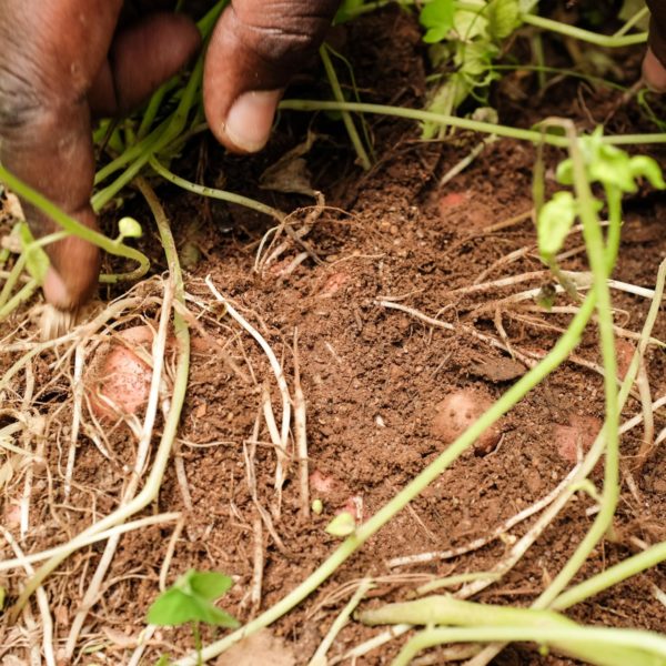 BURUNDI_ISSD_Hands-Showing-Potatoes