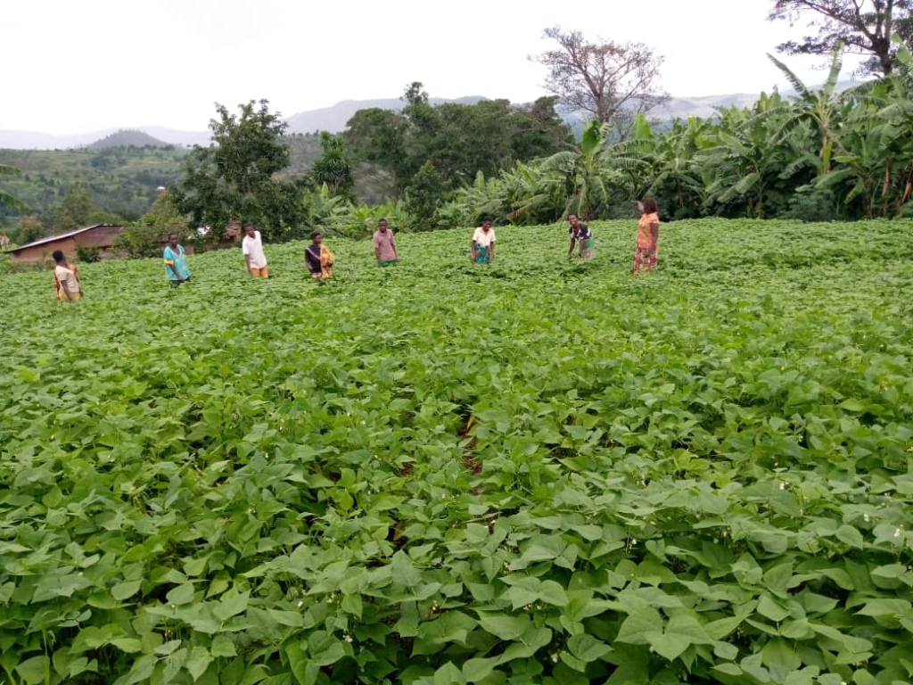 Burundian farmers engage in social distancing in a field