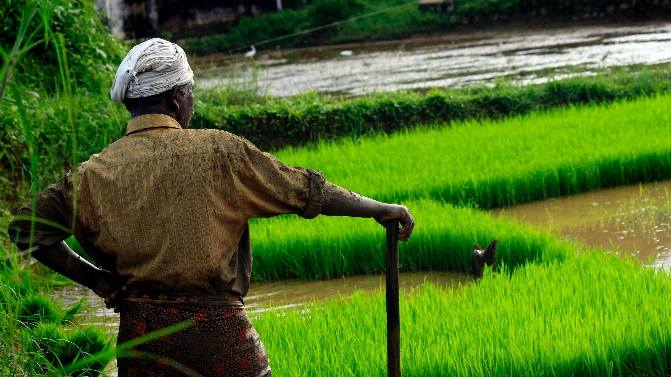 A man stands and looks at a rice field