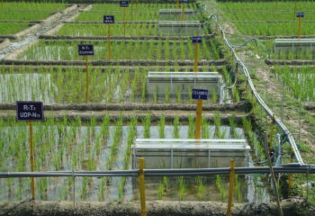 Greenhouse gas measurement devices in a rice test field