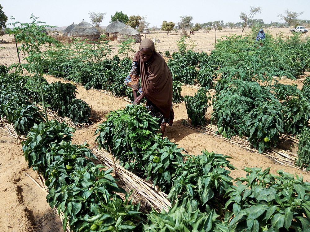 A nigerien woman waters her crops