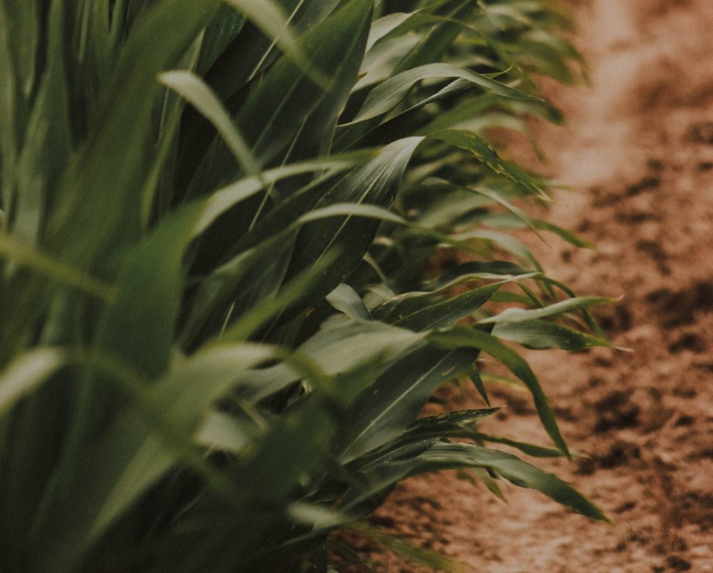 Corn growing in a field.