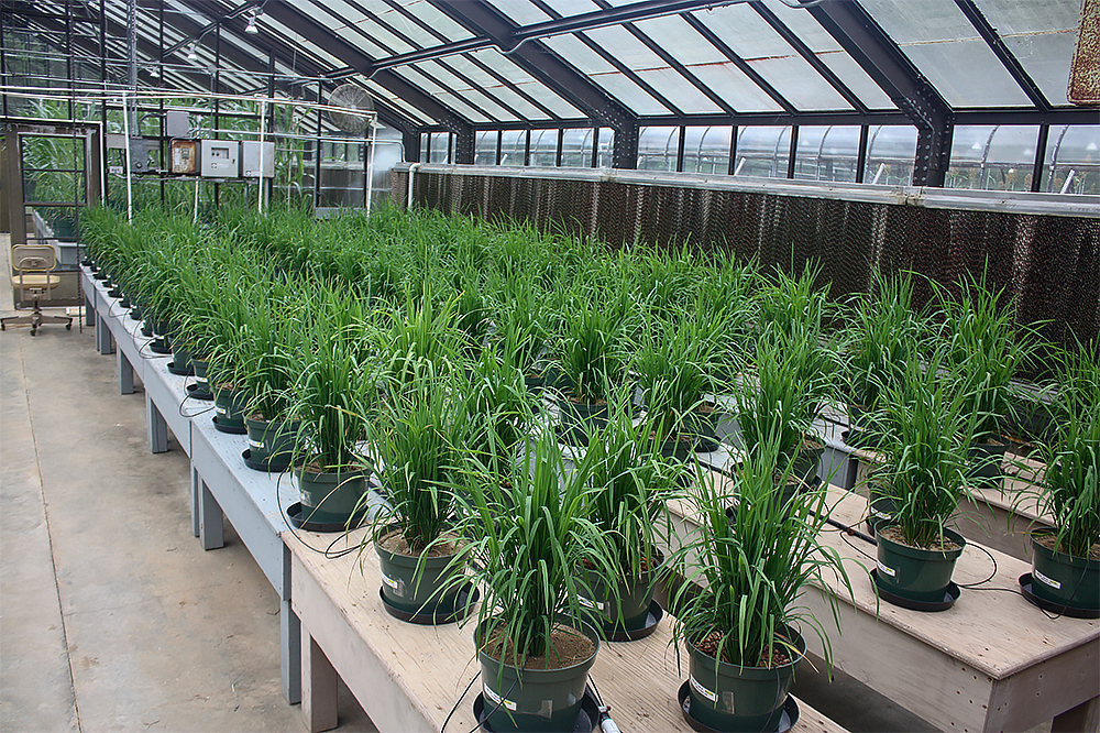 Pots of research crops in greenhouse