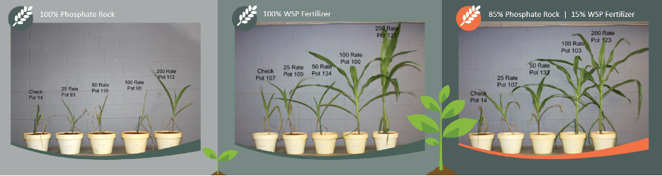 Maize response to Angolan PR, water soluble P (MAP), activated phosphate rock (Angolan PR+MAP).