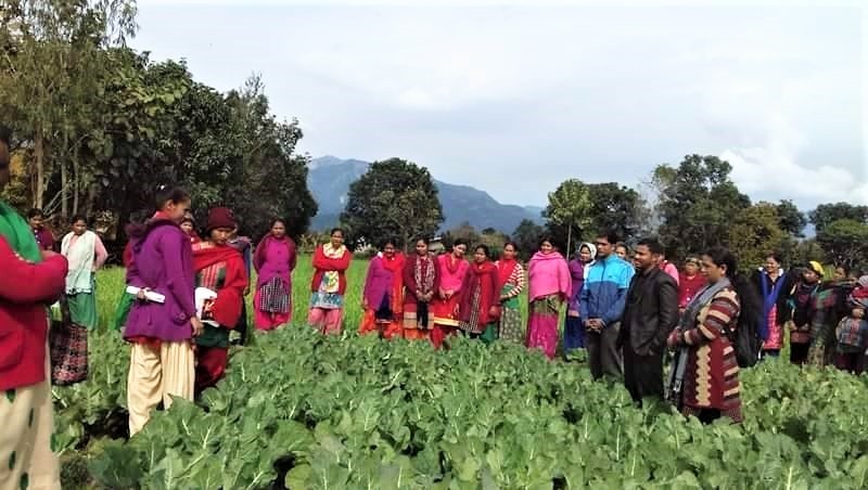 Women farmers participating in farmers field day of cauliflower in Masuriya