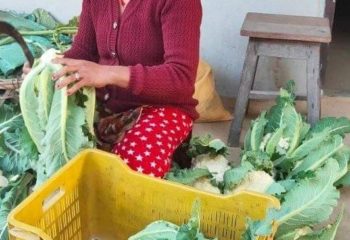Nepal Nsaf Cooperative member prepares cauliflower for marketing.