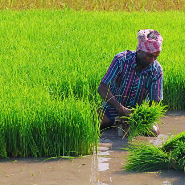 Indian farmer cutting the seedling