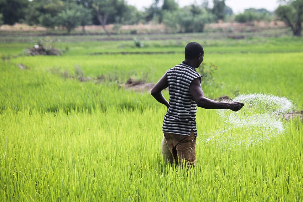 A Ghanaian farmer broadcasts fertilizer in a rice field