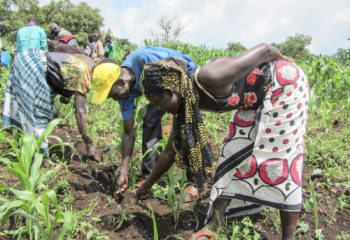Farmers apply fertilizer to crops