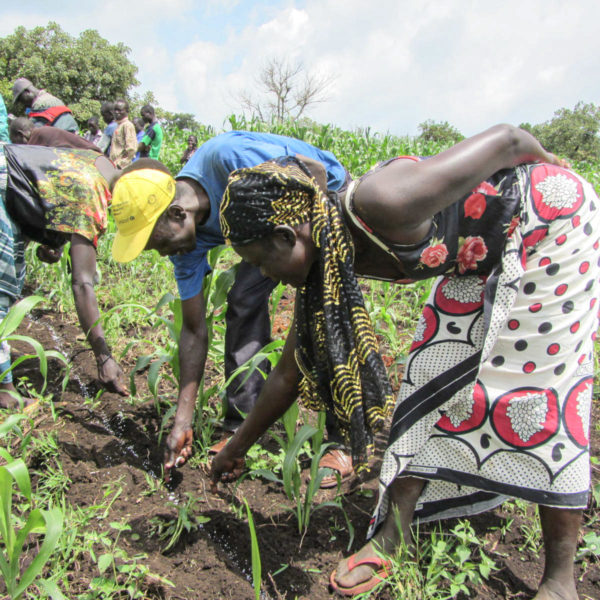 Farmers apply fertilizer to crops