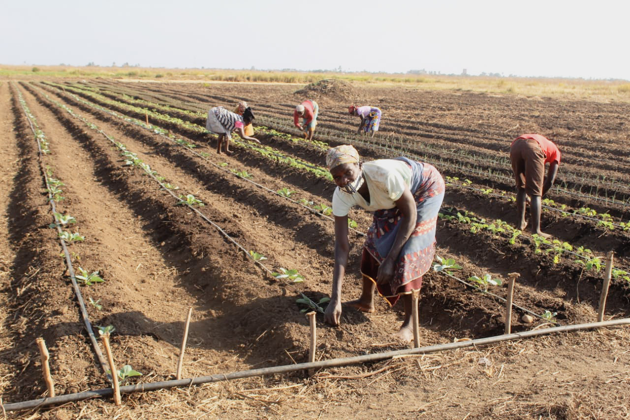 IFDC to Lead FAR Consortium to Continue Promoting Climate-Smart Agriculture in Mozambique - Vimarsana News