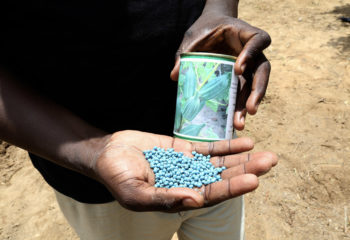 A hand holding okra seeds