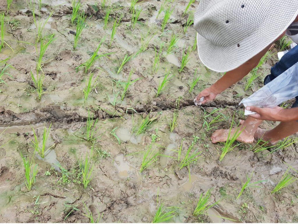 man placing fertilizer