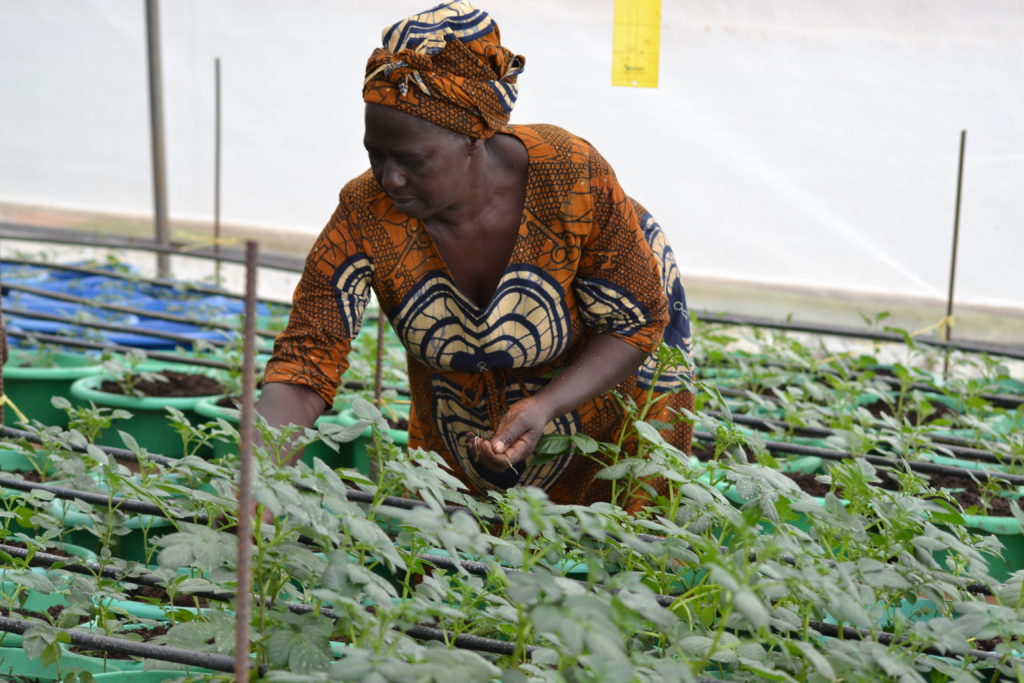 Fidelis Karugaba checks seedlings in her newly constructed Irish potato seed screen house at Karungu village in Mpugu parish Hamurwa sub county Rubanda district.