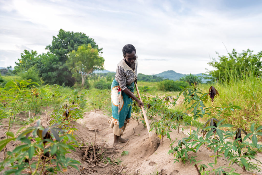 african senior woman picking soil on cassava plantation
