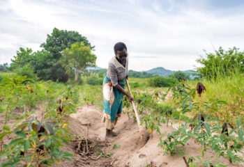 african senior woman picking soil on cassava plantation