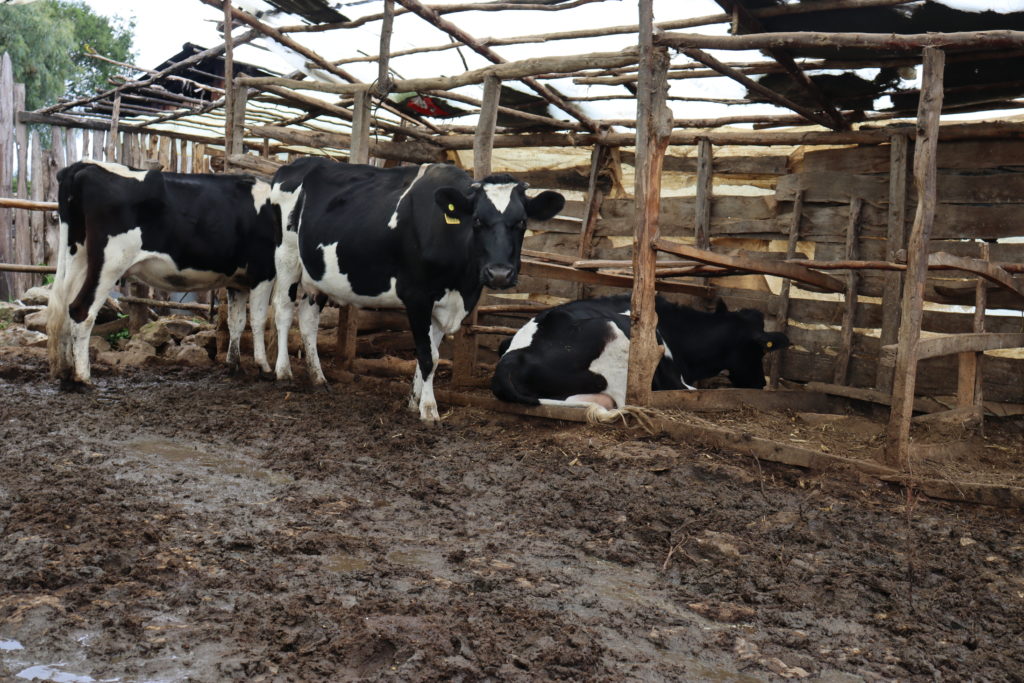 Wairegi's dairy cows