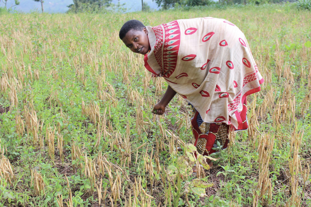 Seed contractor Bernice, from Muyinga, in the bean seed field ready to be harvested