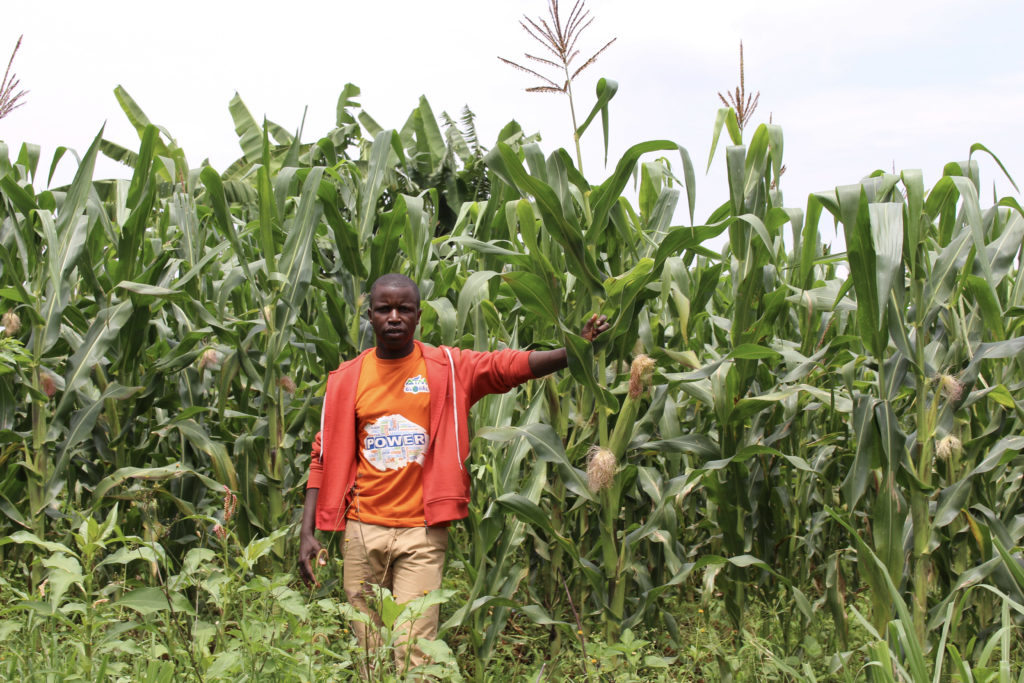 Hybrid corn production field at a seed contractor in Karusi