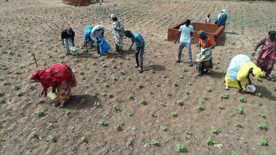 farmers work in a field