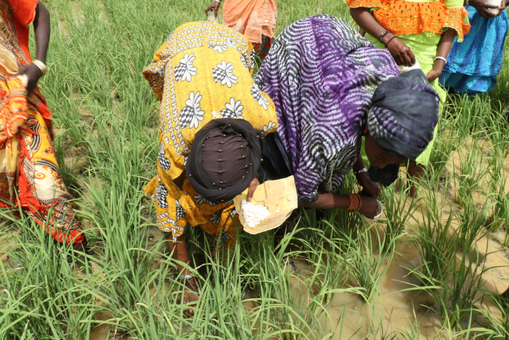 Women applying UDP in Senegal