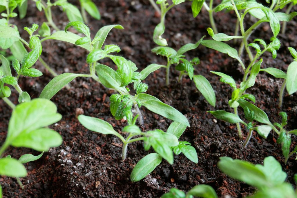 Field close up sprout with fresh small green agriculture.