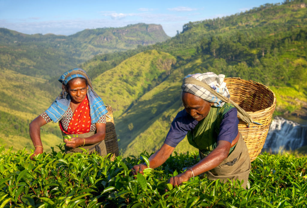 Women tea pickers in Sri Lanka.