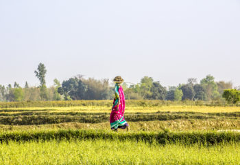 Nepalese female farmer working in field