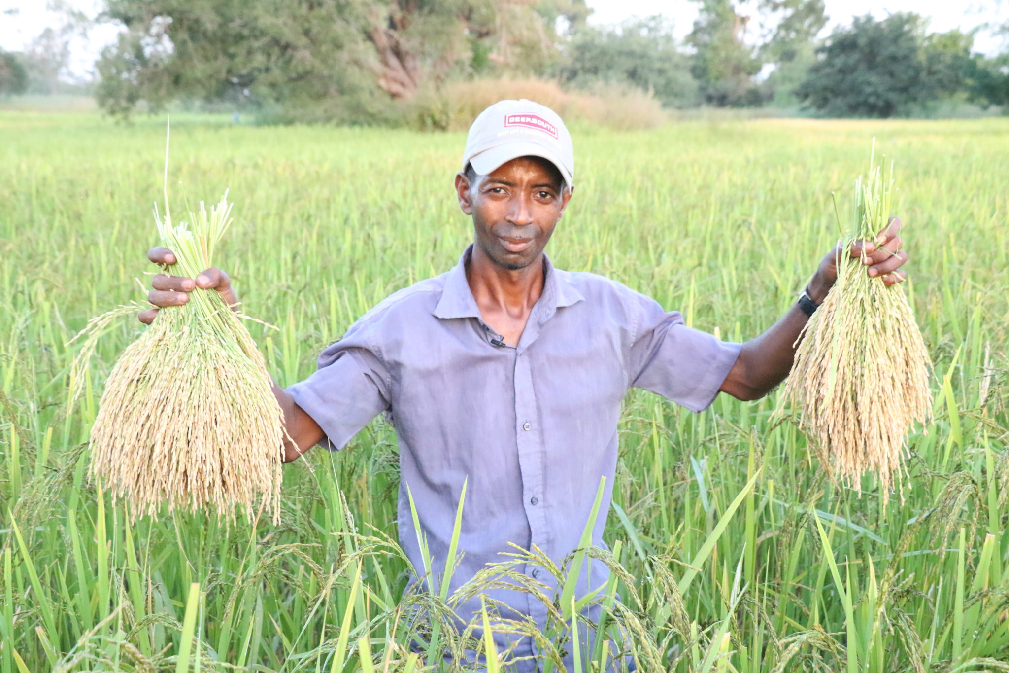 Climate-Smart Technology Boosts Rice Productivity for Senegalese Farmer ...