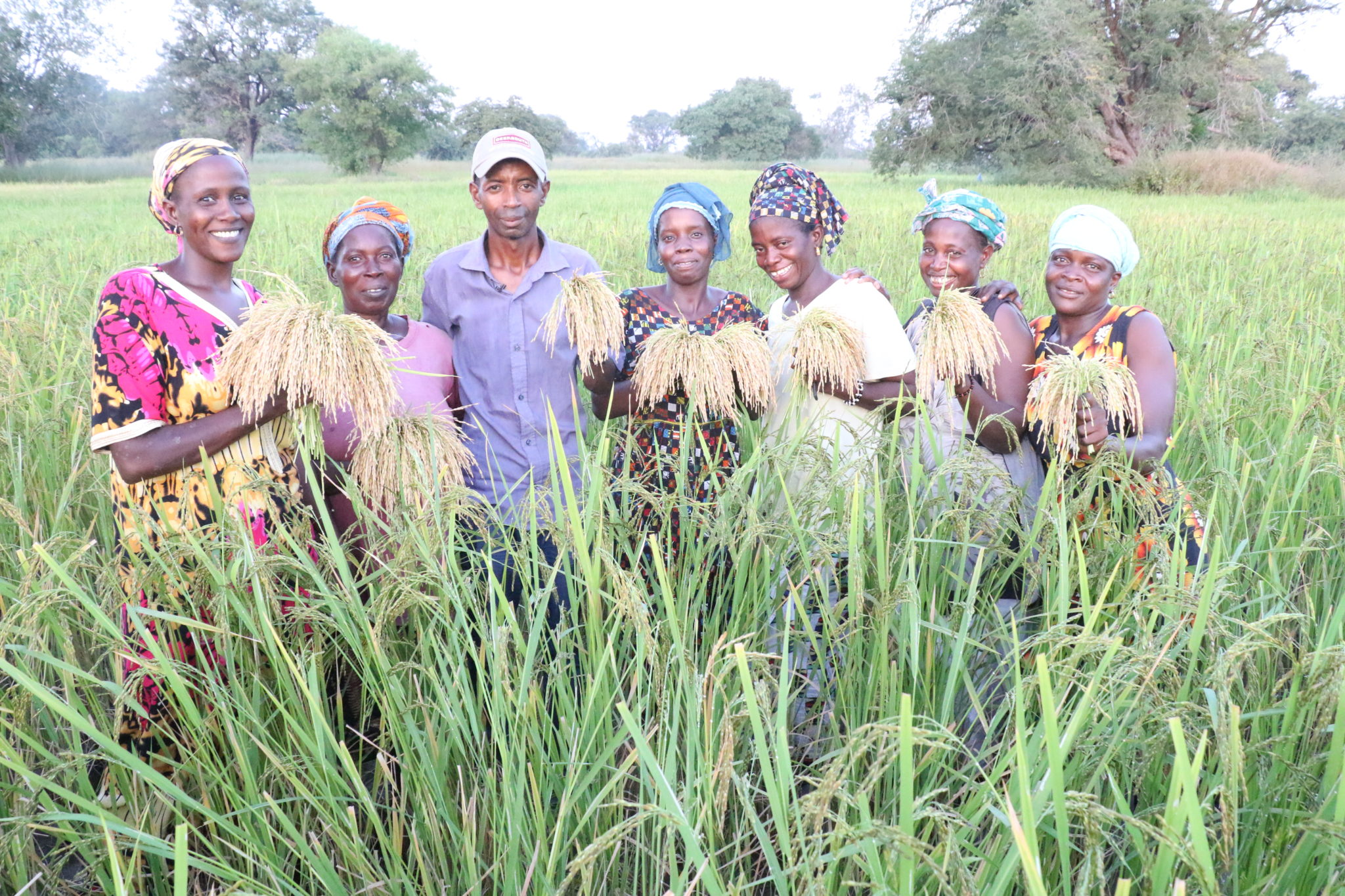 ClimateSmart Technology Boosts Rice Productivity for Senegalese Farmer
