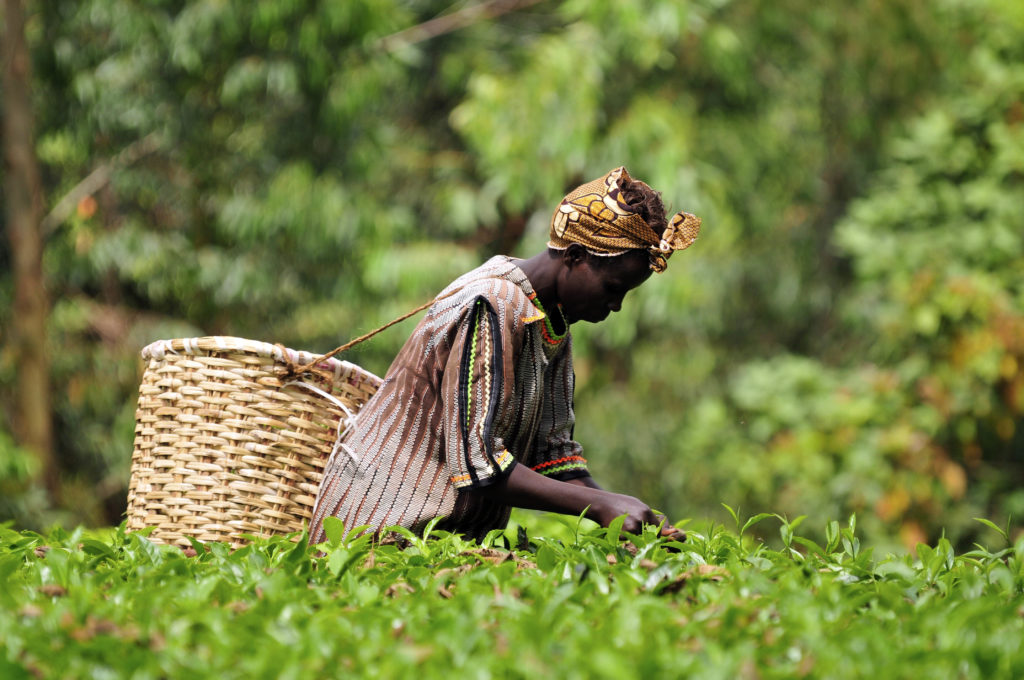 Kenyan woman harvesting crops with a basket on her back