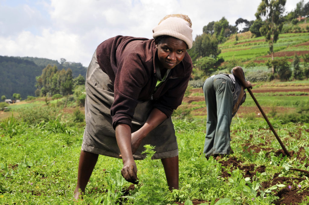 Woman inspecting plants in a field