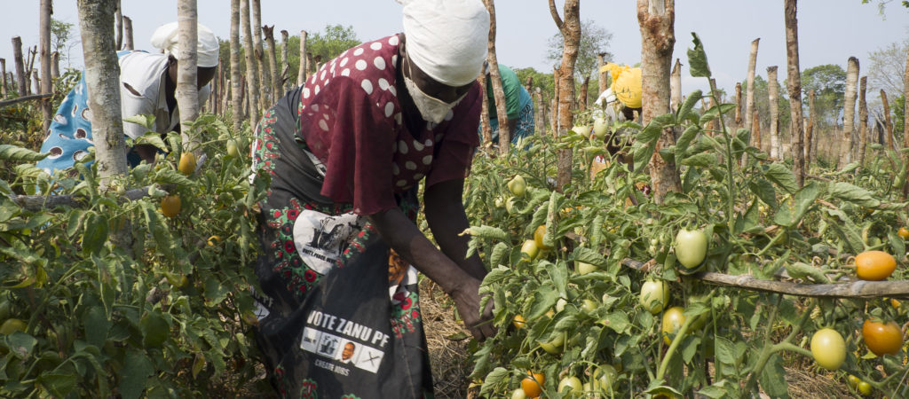 Members of the Mutongwa Association tending to tomatoes.