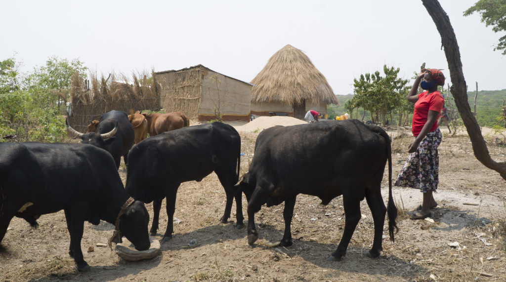 Mrs. Wachi of Nyarowa village near Sussundega feeding her cattle.