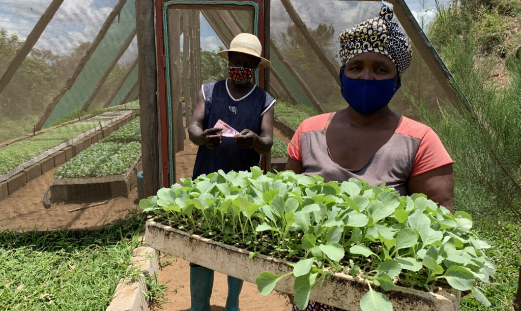 Producers holding seedlings in a vegetable nursery