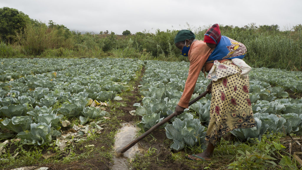 Woman with child digging for irrigation in a field