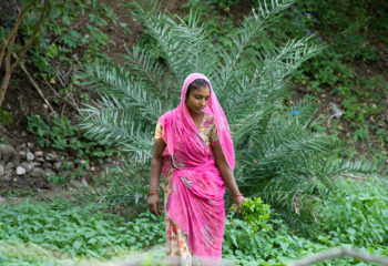 Indian woman farmer works at agriculture field, harvests leafy green vegetable crop.