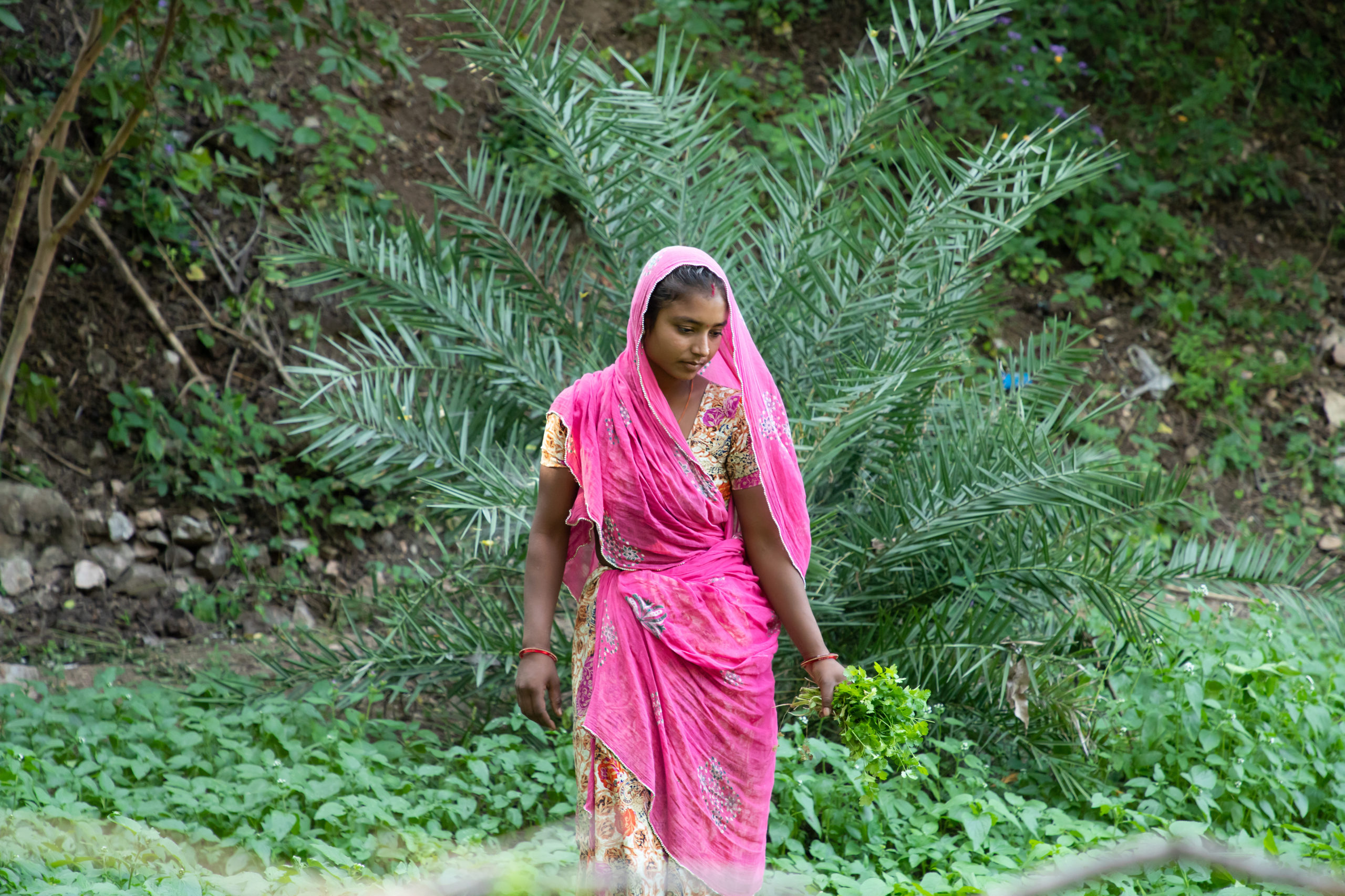 Indian woman farmer works at agriculture field, harvests leafy green vegetable crop.